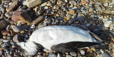 Un pingouin Torda retrouvé mort sur une plage du Pradet