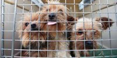 Une éleveuse de chiens dans le Var condamnée pour maltraitance