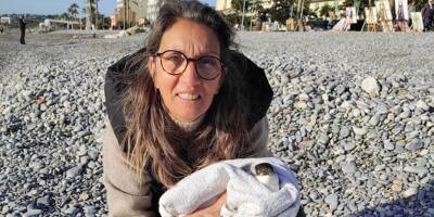 Encore un pingouin coincé dans un filet sauvé à Cagnes-sur-Mer ce dimanche