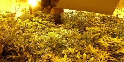Du sursis pour un Monégasque qui cultivait du cannabis dans son appartement