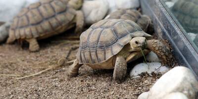 46 tortues nées à Monaco en partance pour le Sénégal où elles seront relâchées