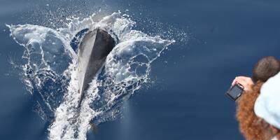 Nage avec dauphins: les opérateurs des Alpes-Maritimes passent devant la justice