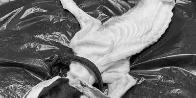 Un chien pesant 925 grammes découvert mort de faim dans un appartement de La Seyne