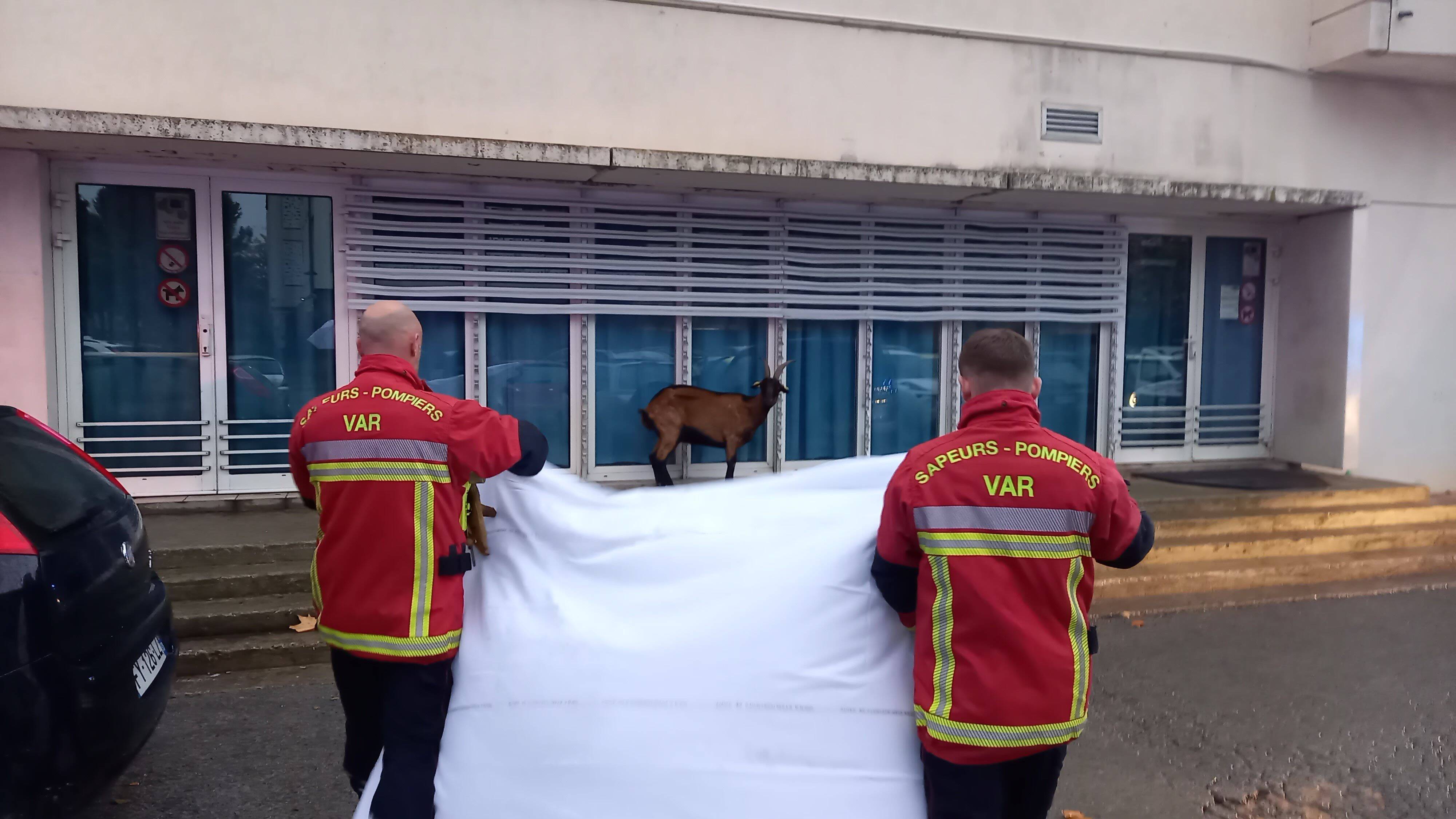 In Draguignan, firefighters and police have been fighting for three days to capture… a goat that has escaped in the center of the city