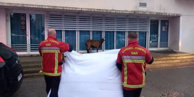 A Draguignan, pompiers et policiers luttent depuis trois jours pour attraper... une chèvre échappée dans le centre-ville