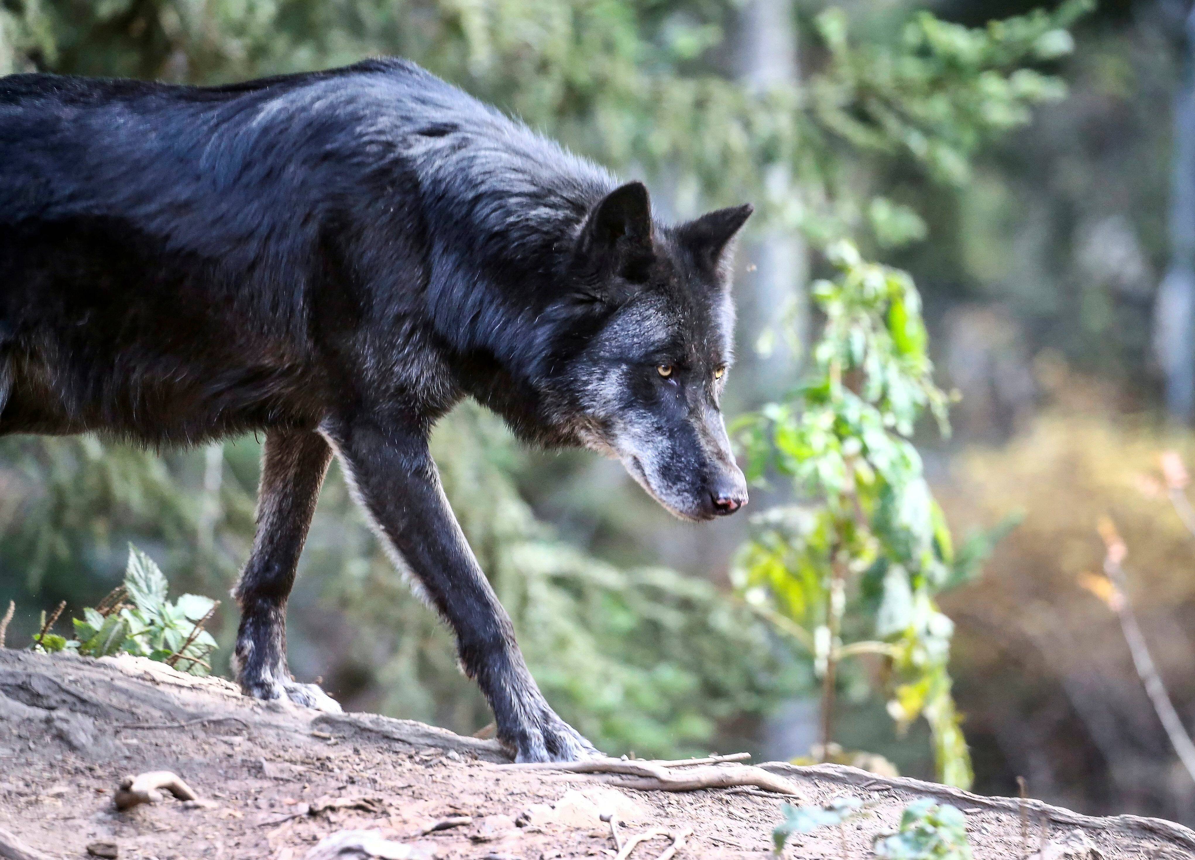 "C'est une victoire tout de même"... One Voice obtient la suspension partielle de l'arrêté de tirs sur les loups dans les Alpes-Maritimes