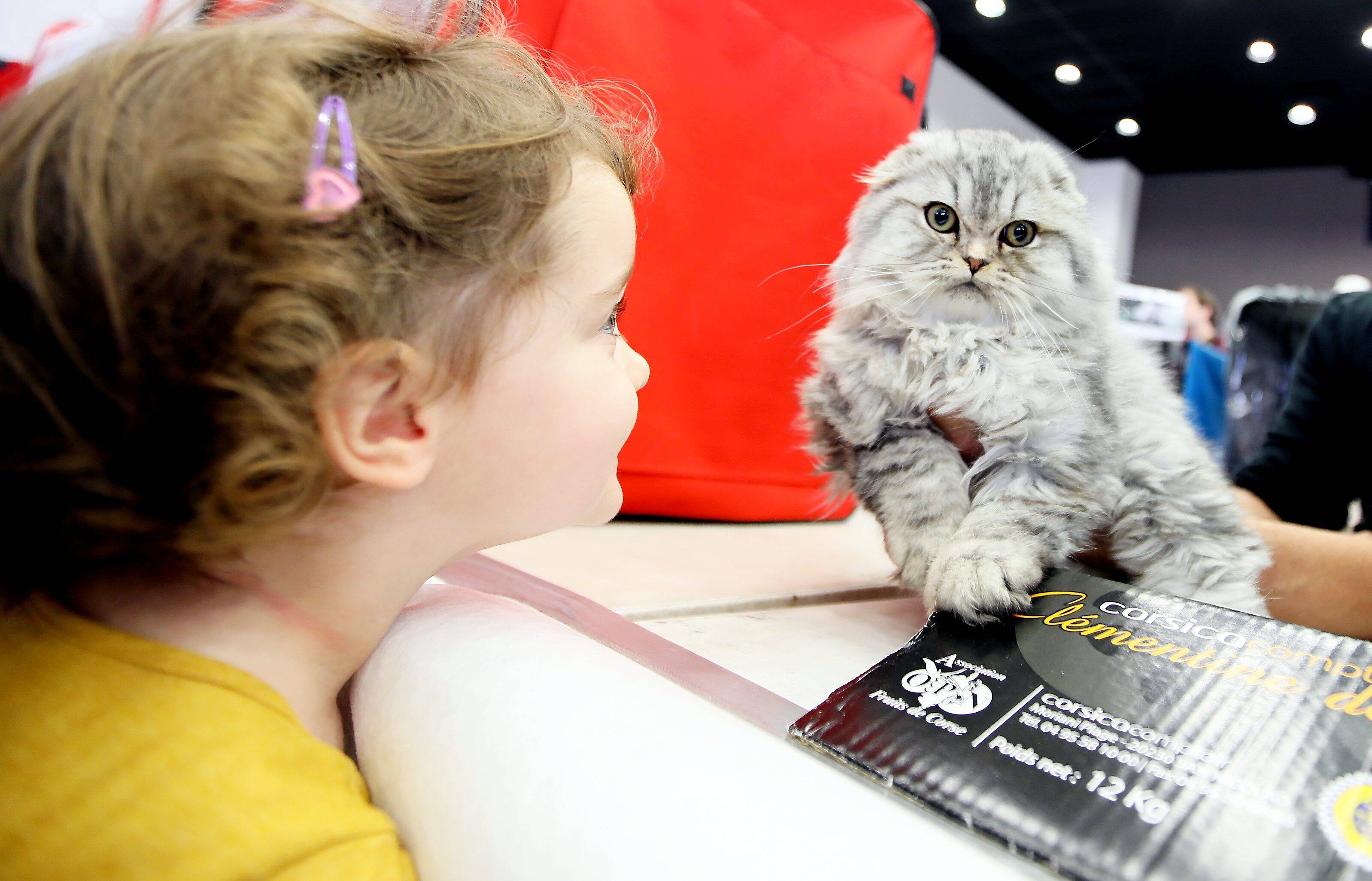 "On perçoit une accentuation des peines dans les affaires de maltraitance animale": le bilan de l'année 2022