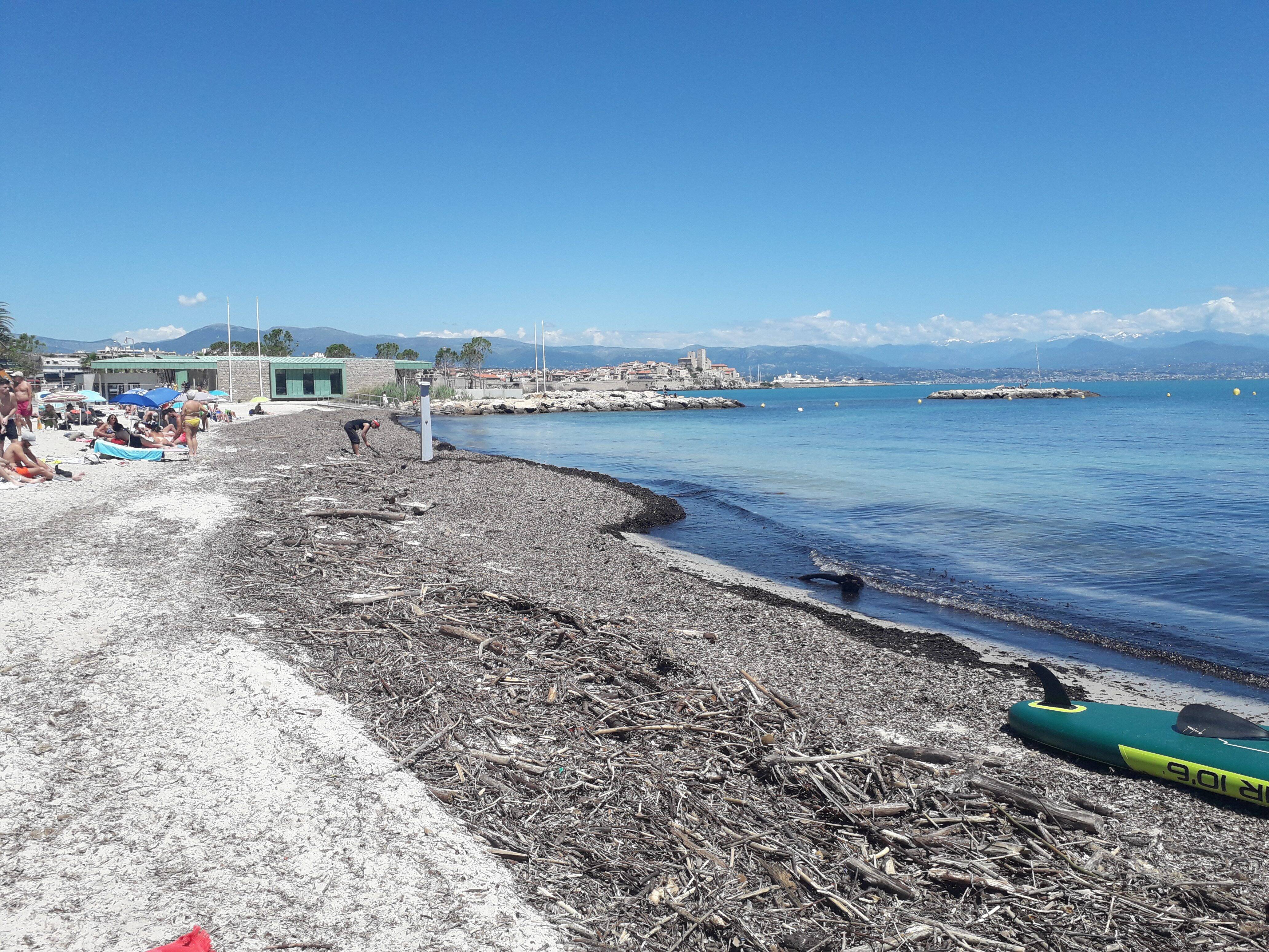 À Antibes, les posidonies font banquette sur le sable et c'est une bonne nouvelle