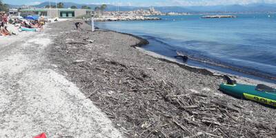 À Antibes, les posidonies font banquette sur le sable et c'est une bonne nouvelle