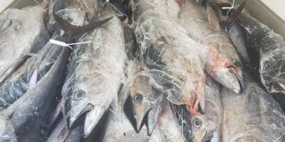 Thon rouge: un pêcheur de Sanary jugé pour s'être affranchi des règles