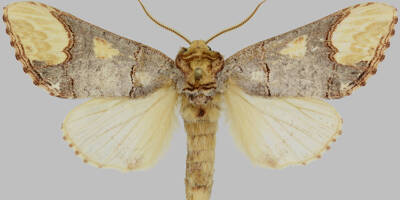 Deux nouvelles espèces de papillons découvertes dans le parc national du Mercantour