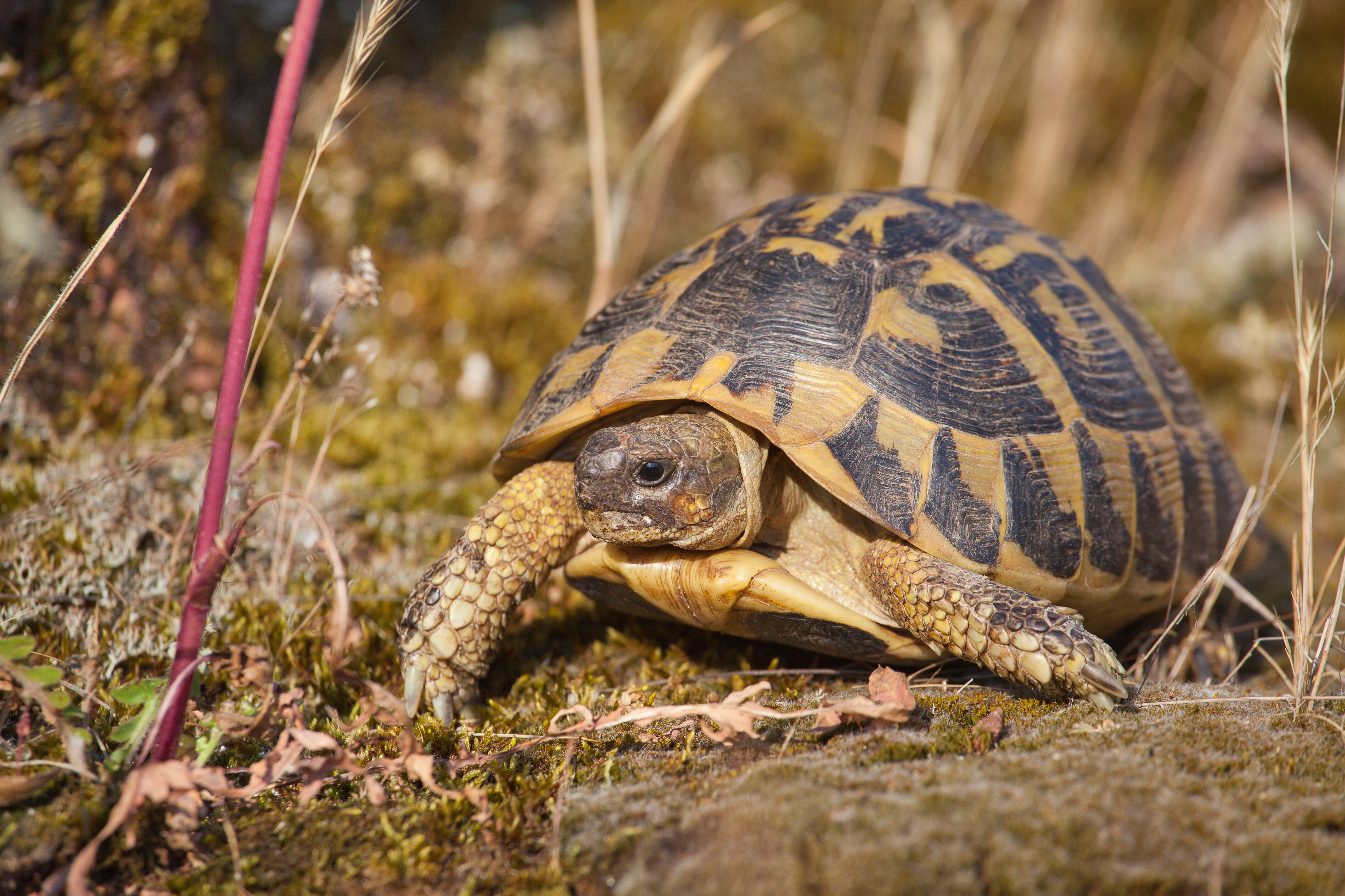 Un domaine viticole varois condamné en appel pour avoir altéré l'habitat des tortues d'Hermann
