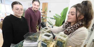 "Ça règlera une partie des problèmes": dans cette boutique de CBD de la Côte d'Azur, on salue la levée de tabous autour de cannabis