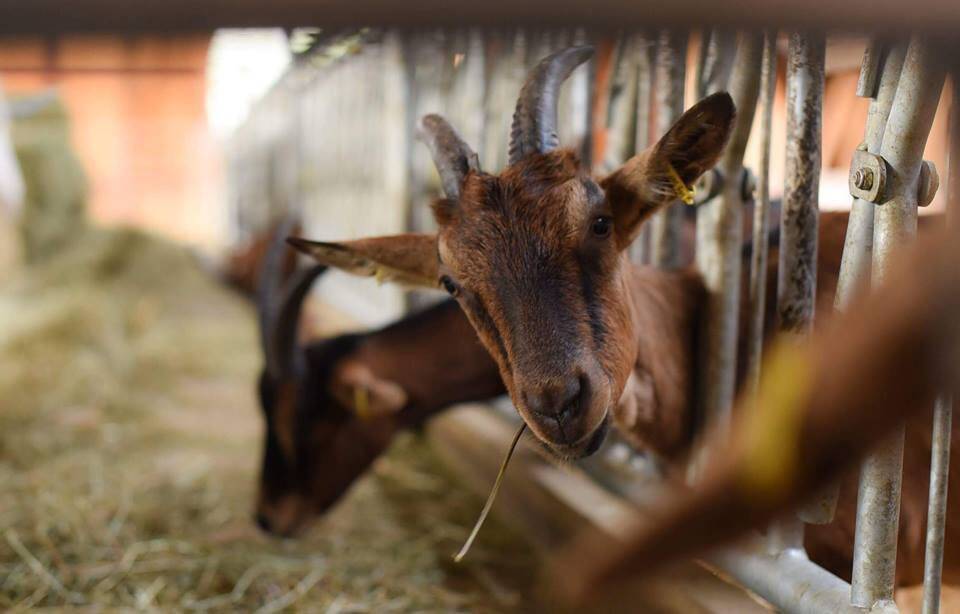 Une cinquantaine de brebis se sont échappées à La Roquebrussanne et elles pourraient errer sur les routes