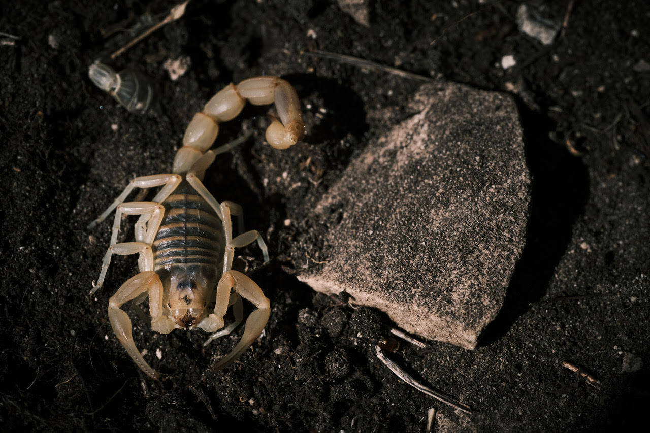 Une nouvelle espèce de scorpion découverte dans le massif de la Sainte-Baume - Monaco-Matin Une nouvelle espèce de scorpion découverte dans le massif de la Sainte-Baume - Monaco-Matin