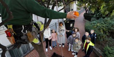 Des écoliers de maternelle de l'école du Parc à Monaco découvrent la tradition de la récolte de l'orange amère