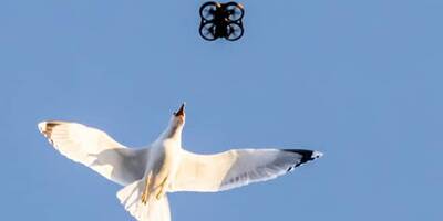 À Saint-Tropez, un drone attaqué par les goélands