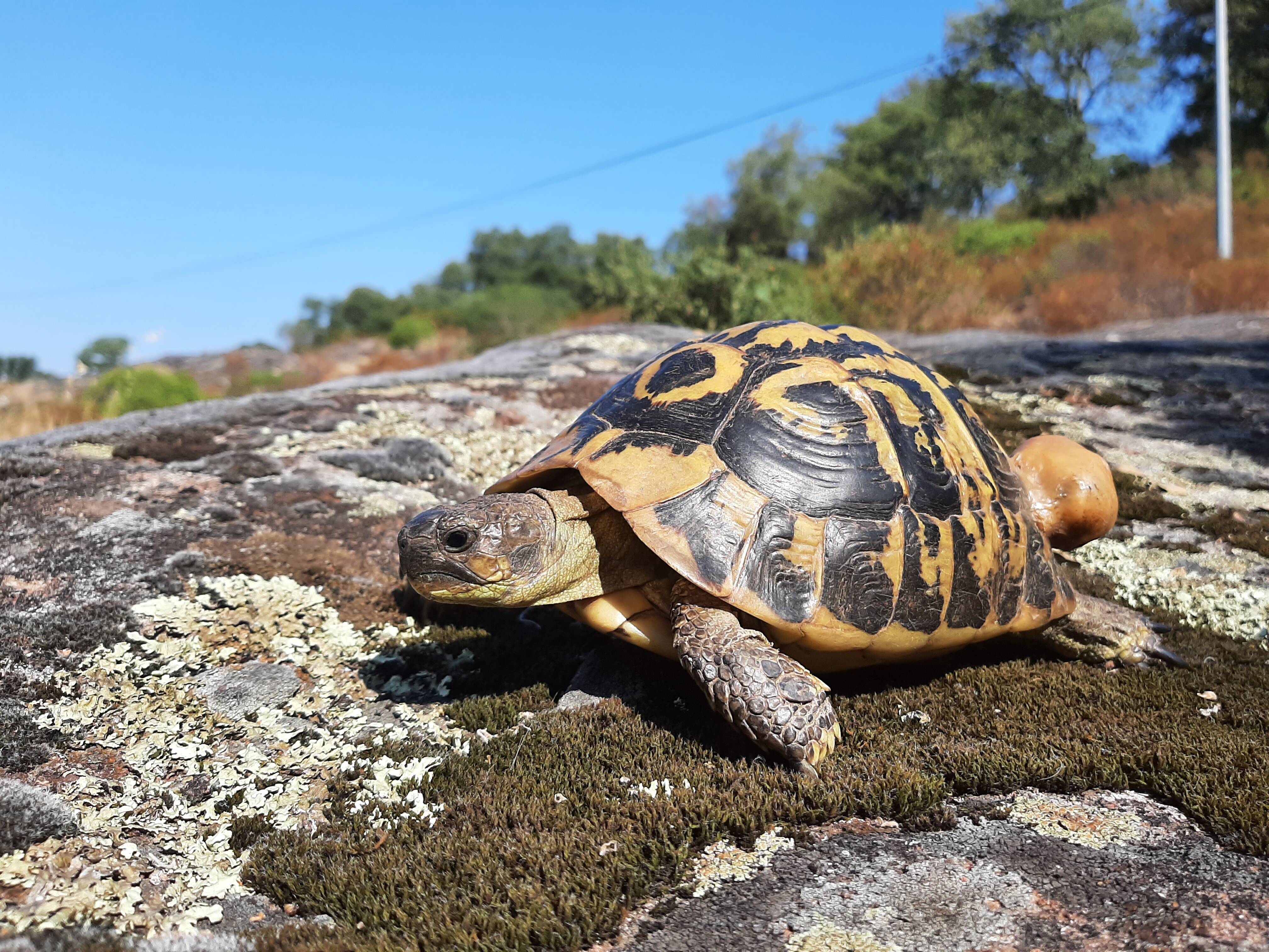 Des tortues connectées et surveillées pour la science à Carnoules