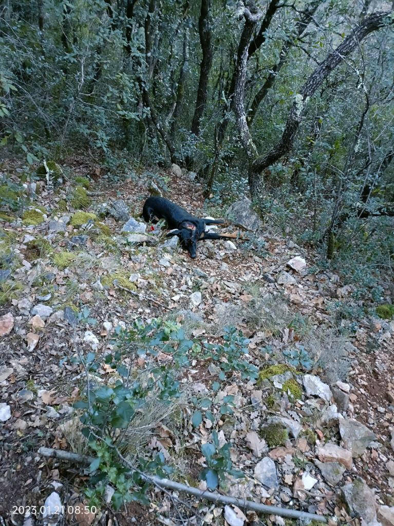 Le beauceron d un randonneur a t il vraiment t abattu par un