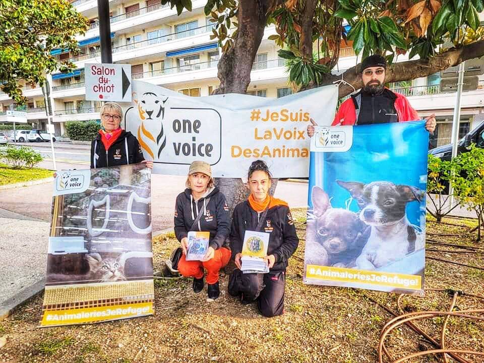 "Des éleveurs de chiens n'ont pas respecté la loi": ce que révèle la caméra cachée de One Voice au salon du chiot d'Antibes