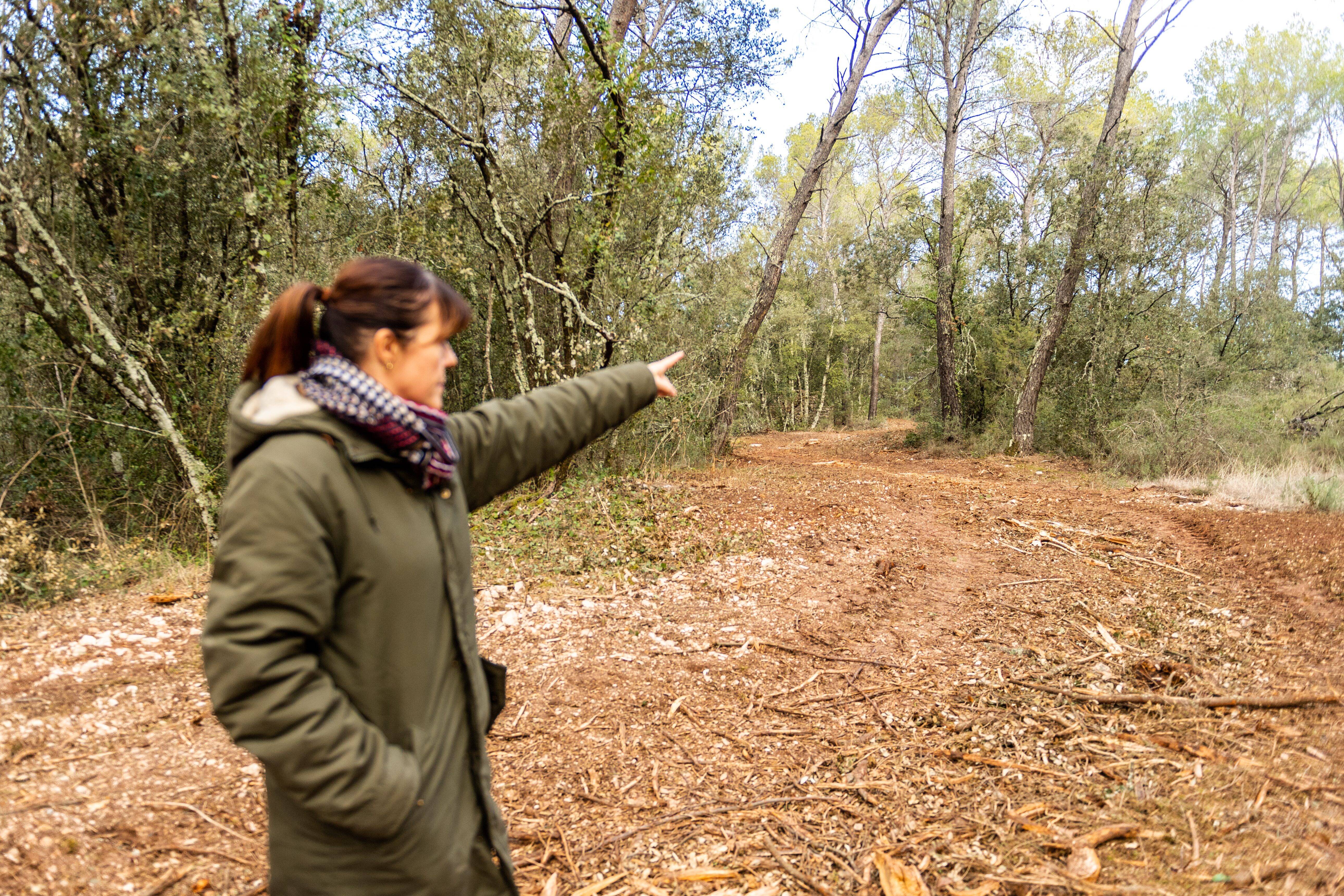 Il dévaste 3 km de forêt privée dans le Var, refuge des tortues d'Hermann, pour "en faire une piste"