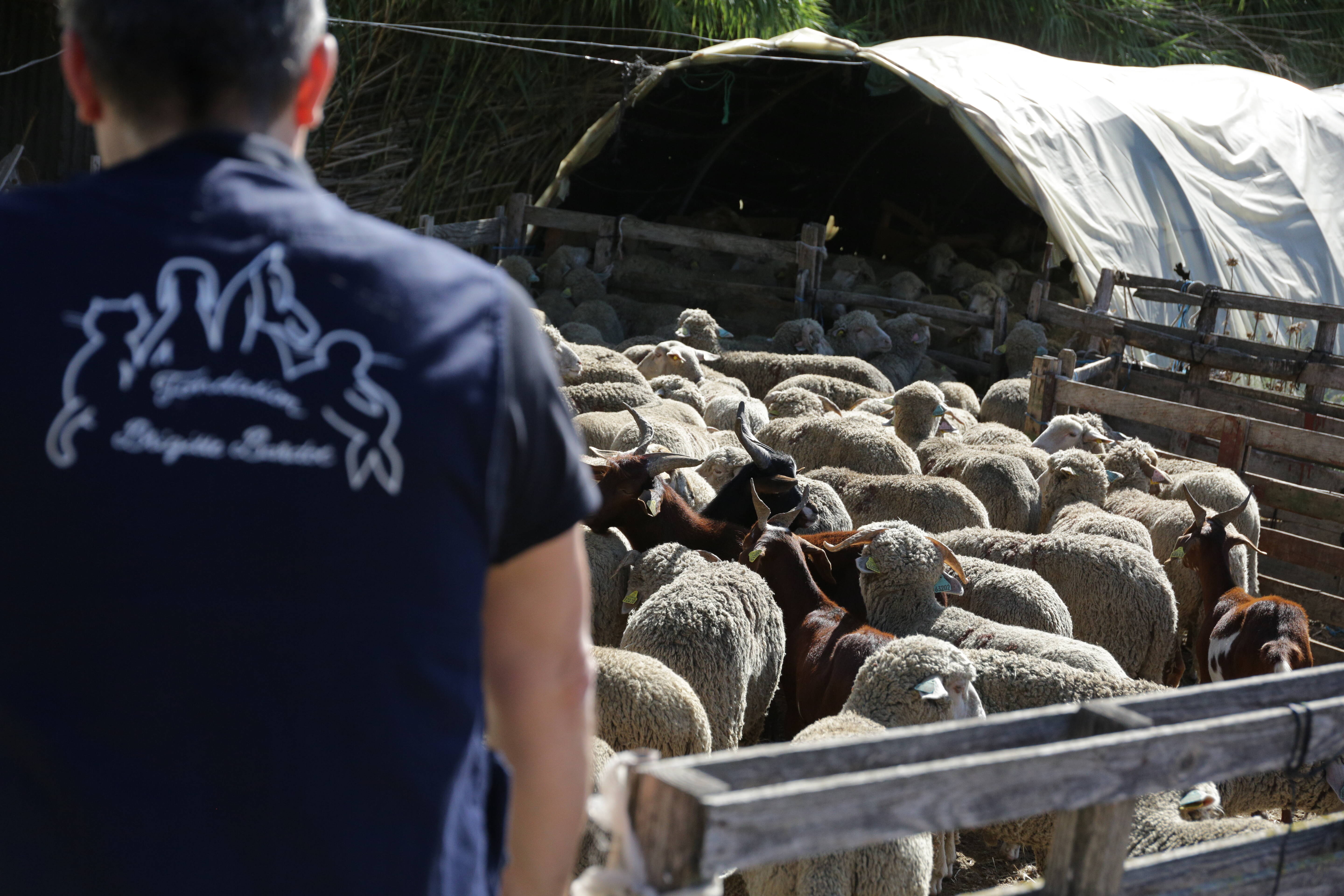 Grâce à la Fondation Bardot, des milliers de bêtes de ferme finissent en pension plutôt qu'à l'abattoir