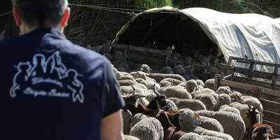 Grâce à la Fondation Bardot, des milliers de bêtes de ferme finissent en pension plutôt qu'à l'abattoir