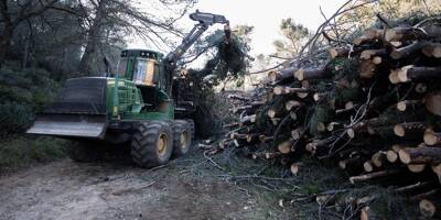 Des coupes d'arbres pour lutter contre les incendies dans la métropole toulonnaise