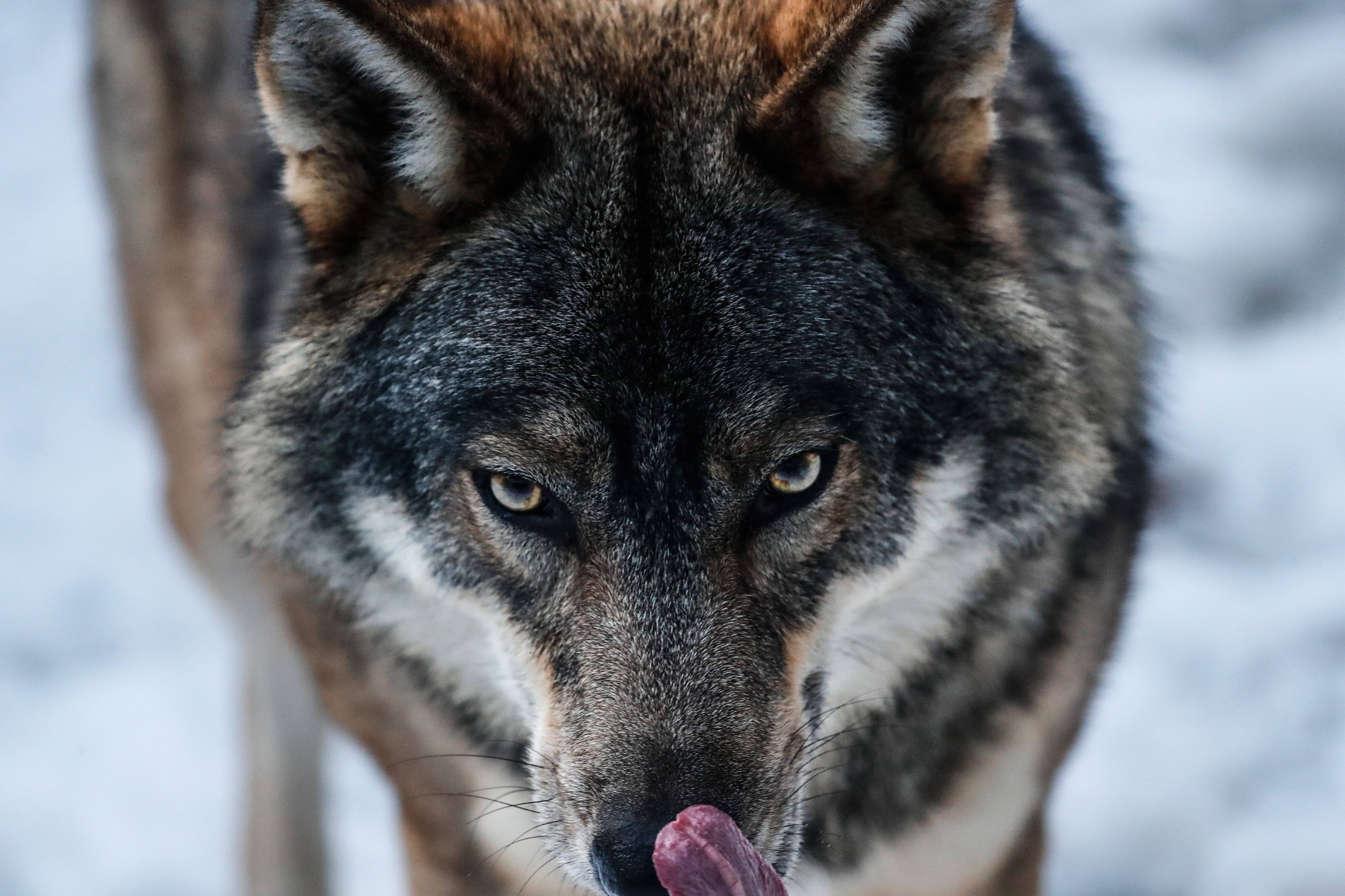 "Ils n'ont pas reculé et m'ont même défié", un homme chargé par une meute de loups dans la vallée du Var