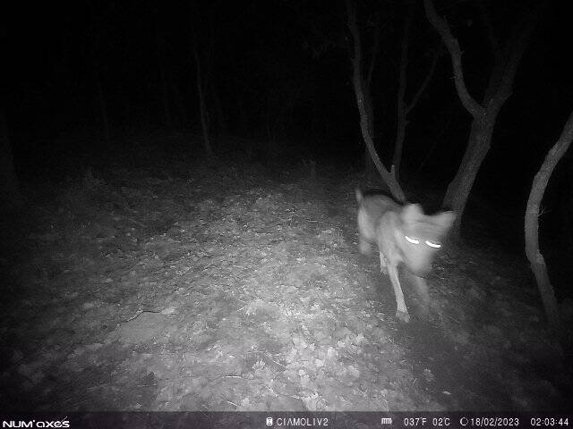 Une chèvre dévorée par un loup dans le Var? Une vidéo de l'attaque met en cause le canis lupus