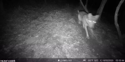 Chèvre dévorée dans le Var: l'agriculteur avait filmé deux loups en novembre dernier