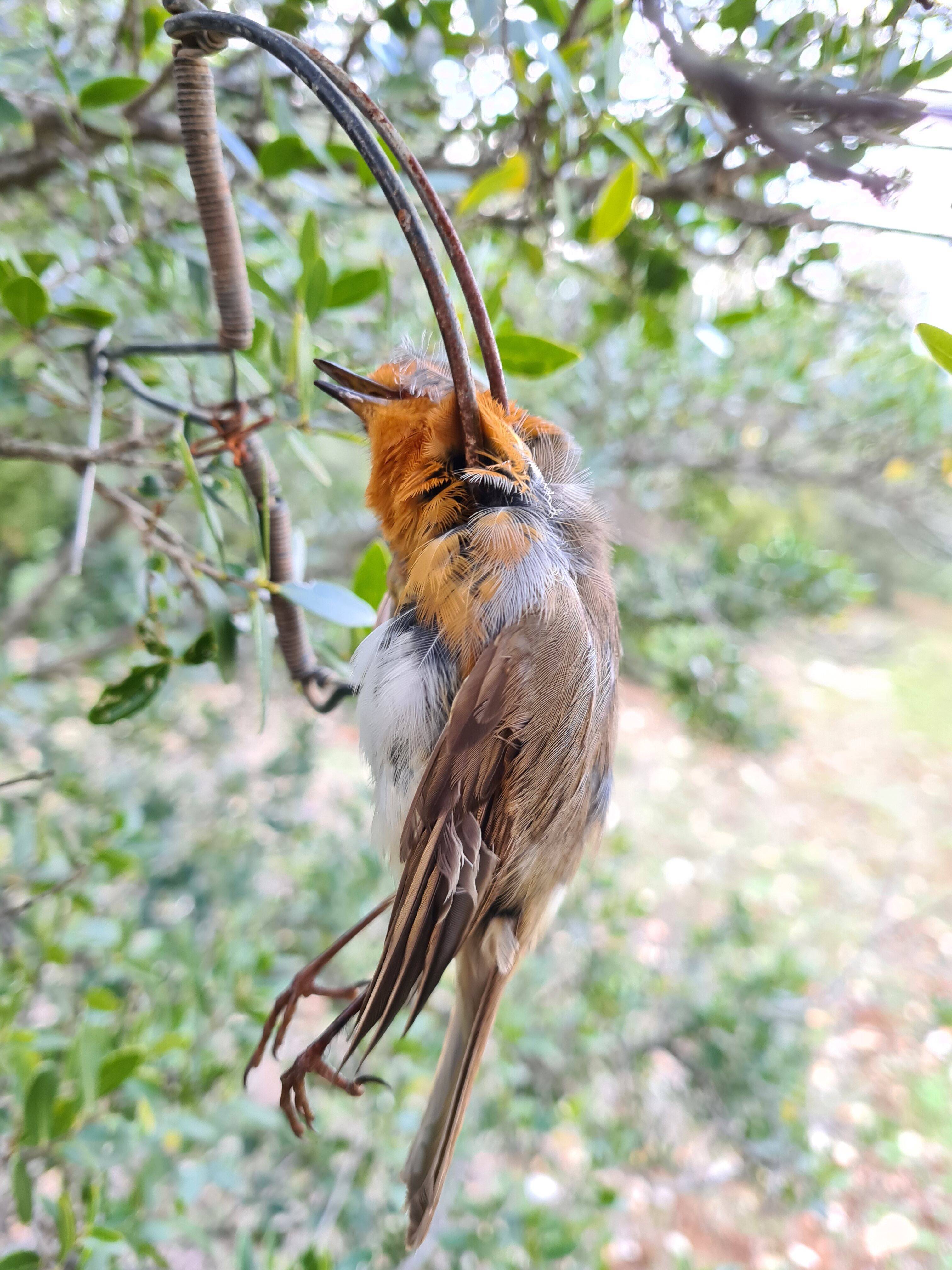 He trapped robins: an octogenarian sentenced in Toulon