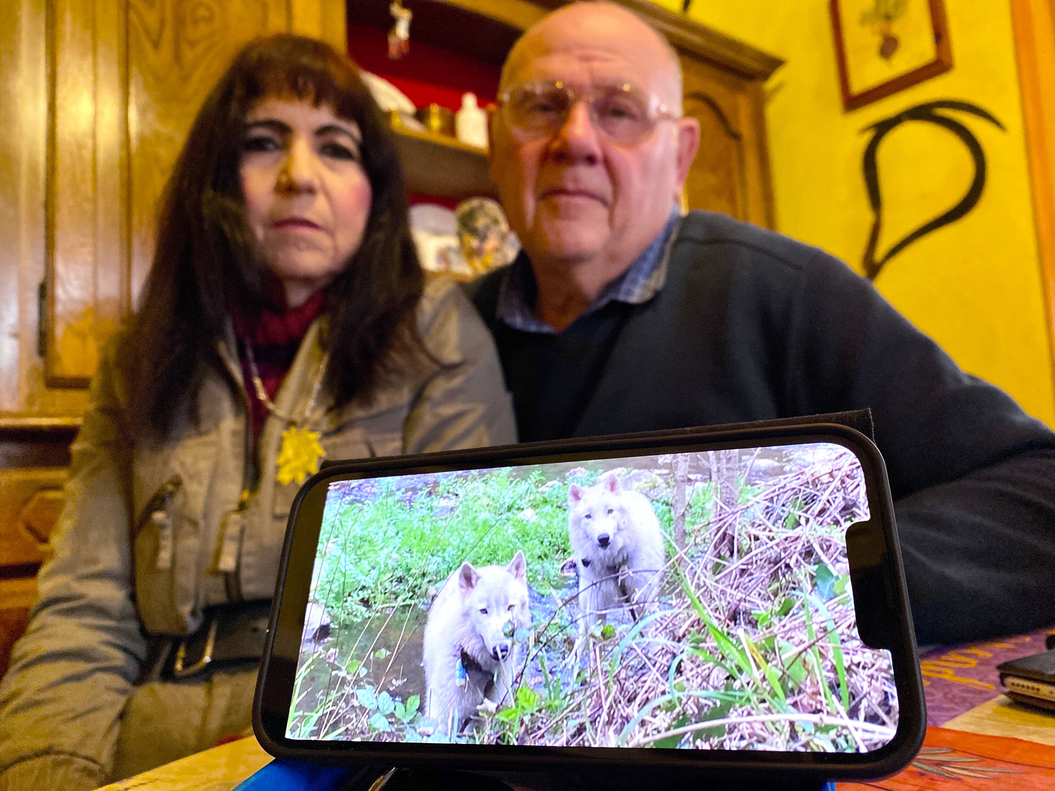 "Nous voilà devenus malfrats": ce couple veut récupérer ses deux loups polaires de 10 mois retirés par la gendarmerie
