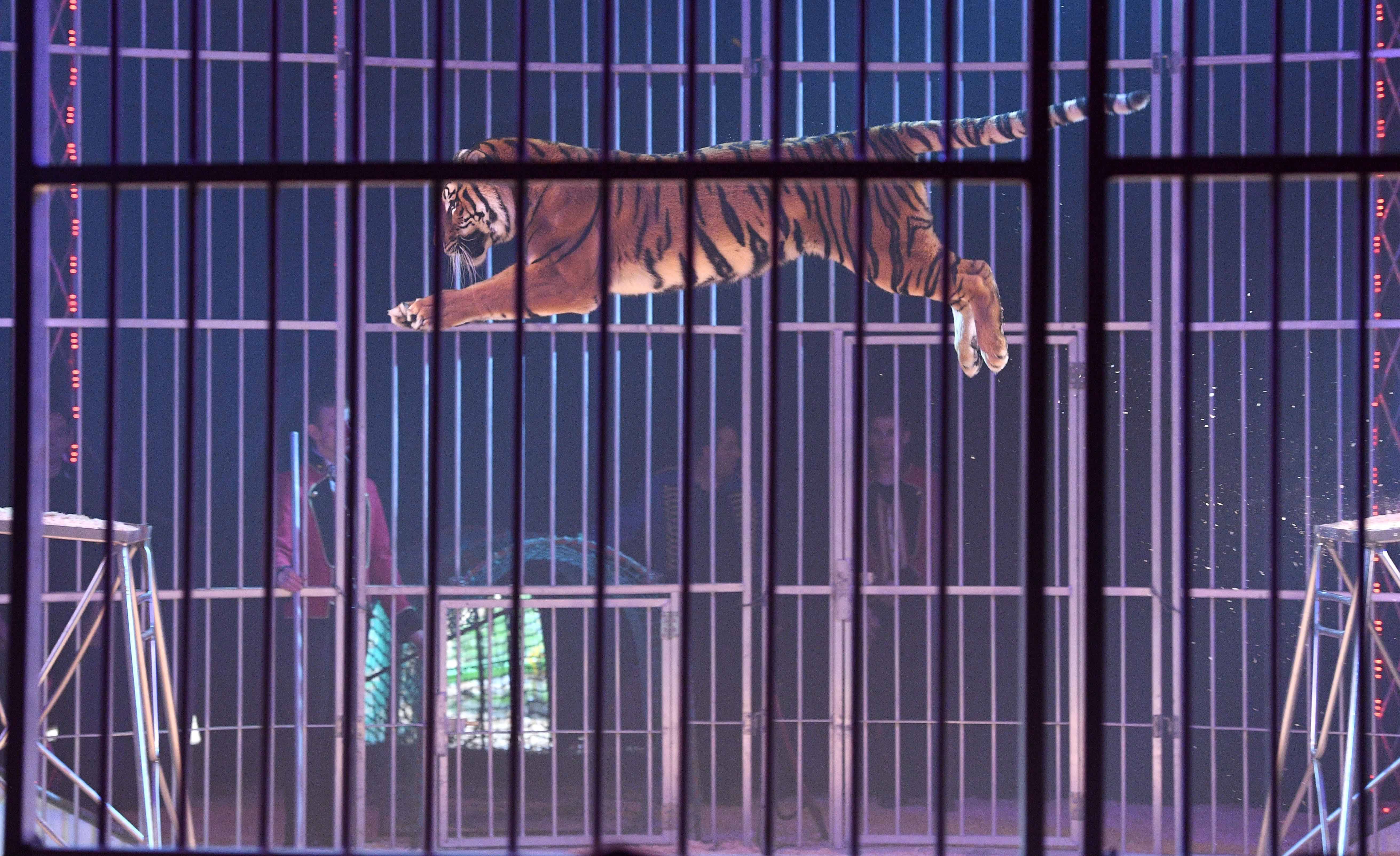 "Est-ce qu'on a encore besoin de voir un tigre sauter dans un cercle?", interpelle la Fondation Brigitte Bardot