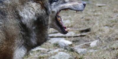 Une nouvelle attaque de loups survenue dans la nuit de jeudi à vendredi à Roquebrune-sur-Argens