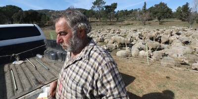 A Roquebrune-sur-Argens, sept bêtes tuées après une probable attaque de loups, l'éleveur est dévasté