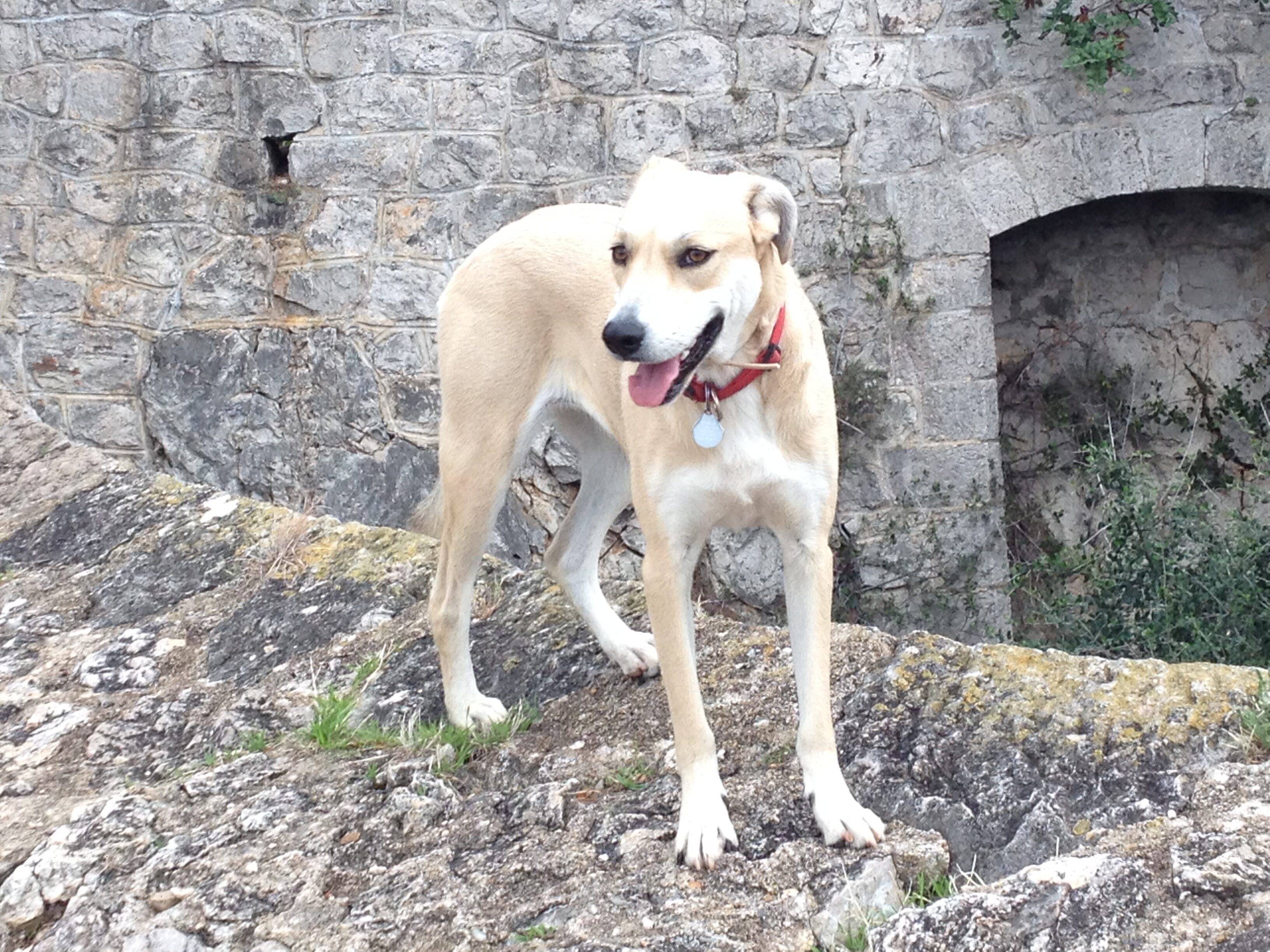 "Trois chats et un chien décédés dans d'étranges circonstances en un mois et demi": des riverains craignent la présence d'un empoisonneur dans ce quartier de Nice