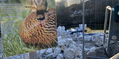 Canards, poules d'eau, hérons... Plusieurs animaux du Loup délogés par des travaux en pleine période de nidification à Villeneuve-Loubet