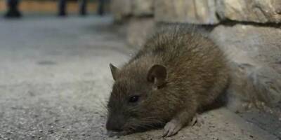 A La Seyne, la lutte contre les rats 