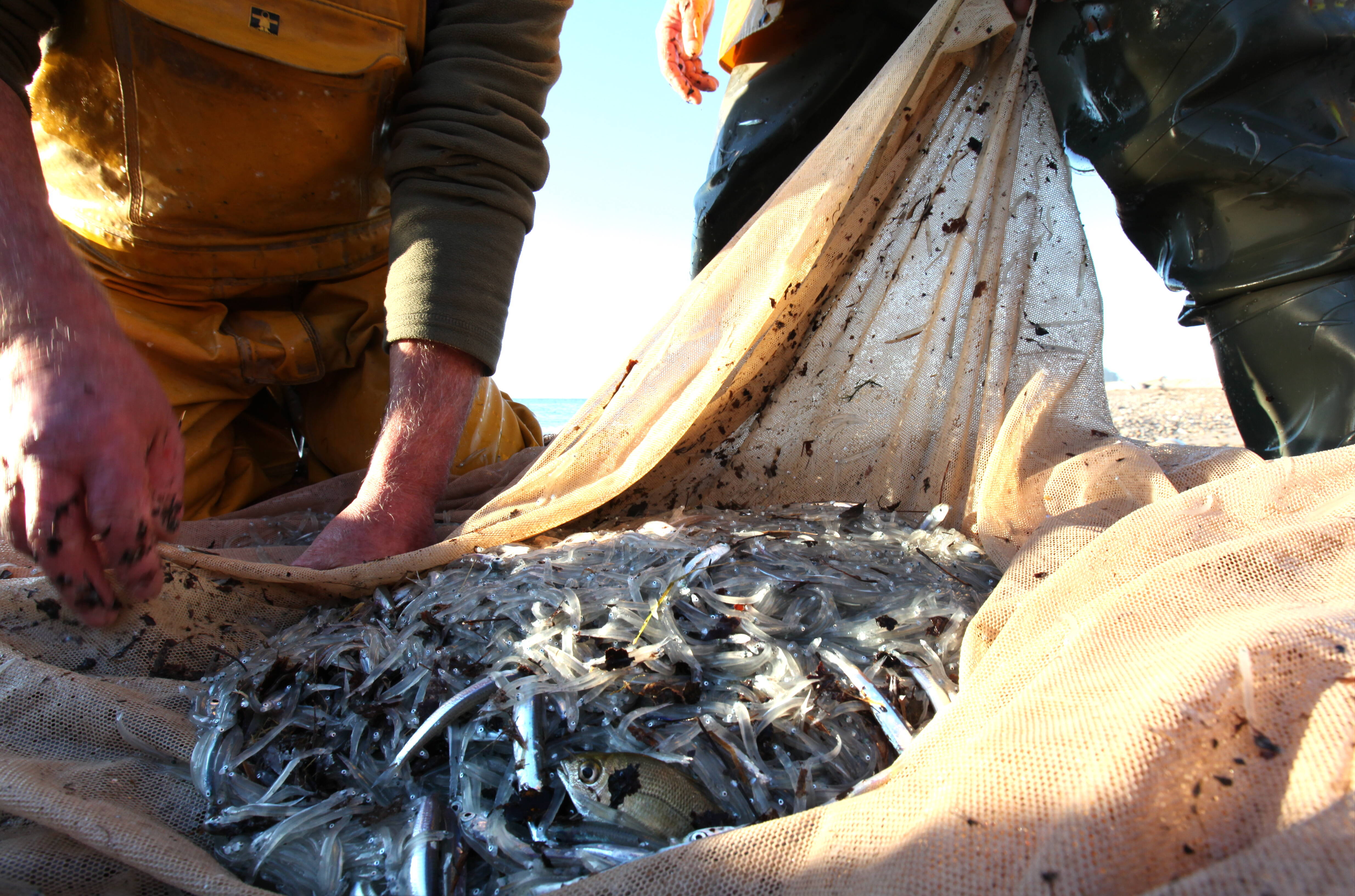 Mangera-t-on à nouveau de la poutine? On vous explique pourquoi cette spécialité locale est absente des étals des pêcheurs
