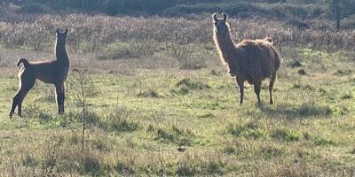 Vivant en liberté dans une commune varoise, deux lamas sauvages menacés d'euthanasie