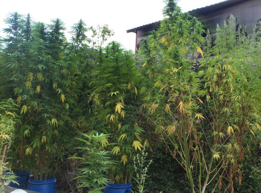 A Tourrettes-sur-Loup, le maraîcher cultivait des légumes... et du cannabis pour arrondir ses fins de mois