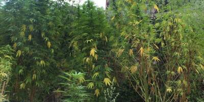 A Tourrettes-sur-Loup, le maraîcher cultivait des légumes... et du cannabis pour arrondir ses fins de mois