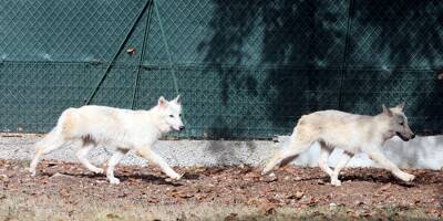 Les deux loups blancs adoptés bébés définitivement confisqués à leurs maîtres