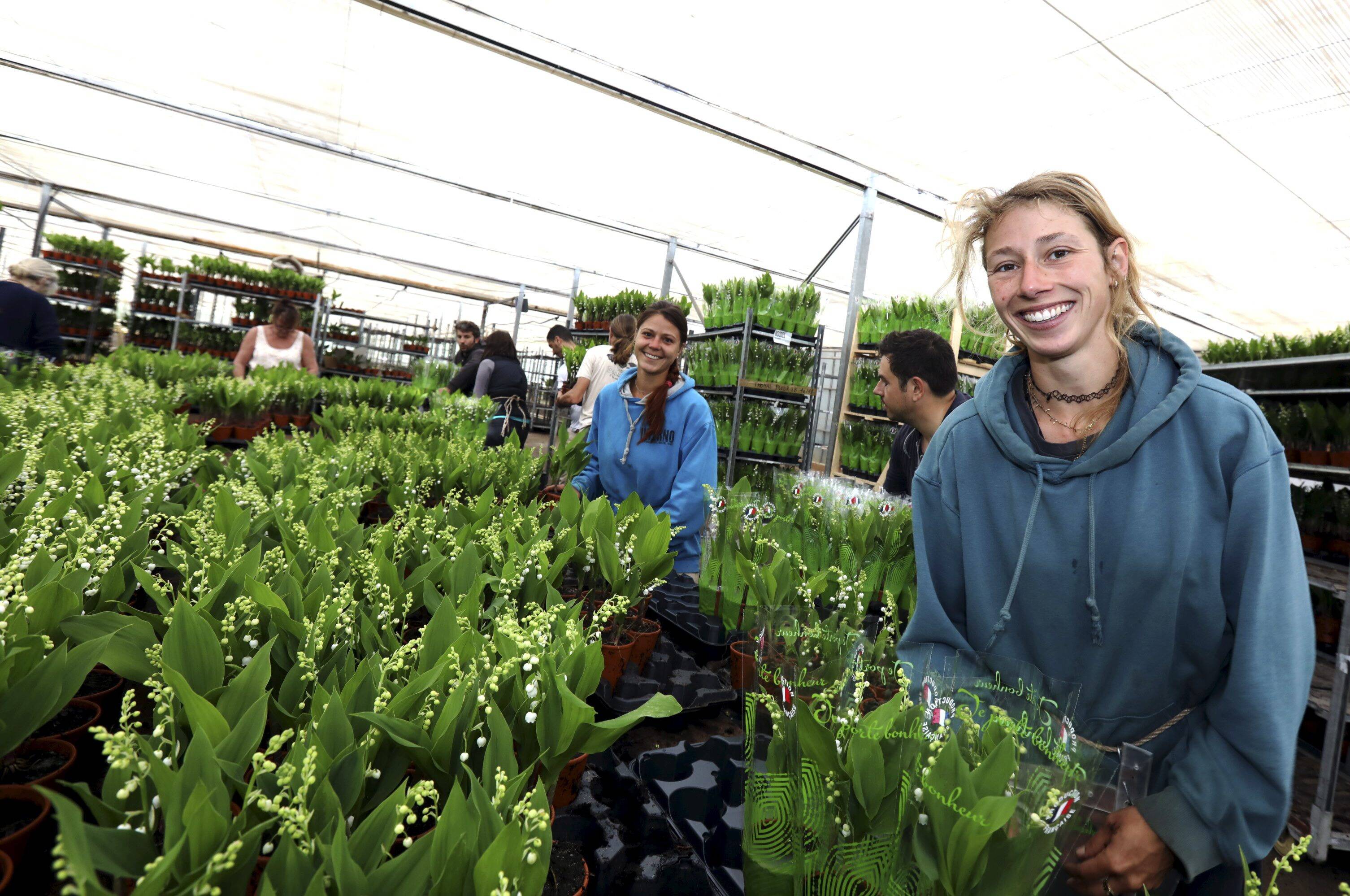 quelques jours du 1er mai les producteurs de muguet sont en