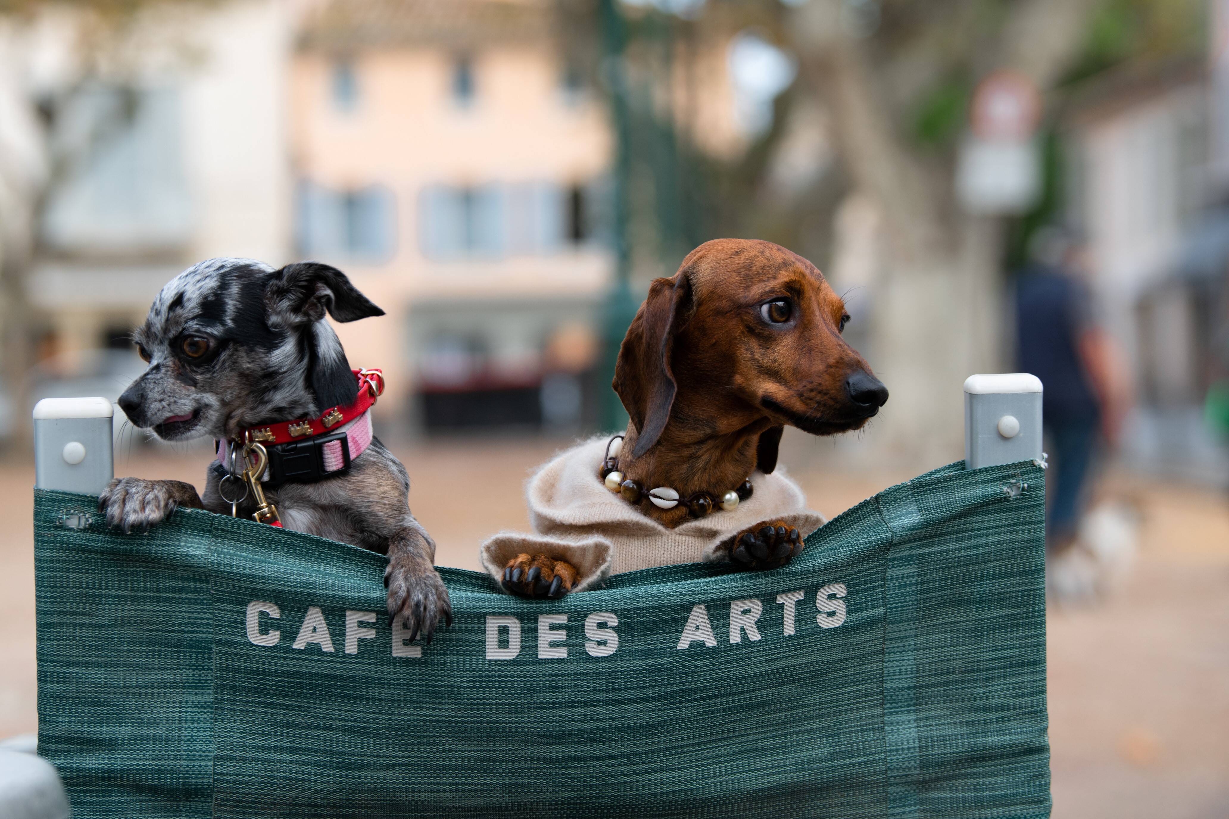 Les toutous de Saint-Tropez dans une expo qui a du chien