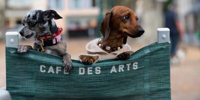 Les toutous de Saint-Tropez dans une expo qui a du chien