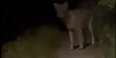 Un loup aperçu en plein quartier résidentiel dans une commune varoise
