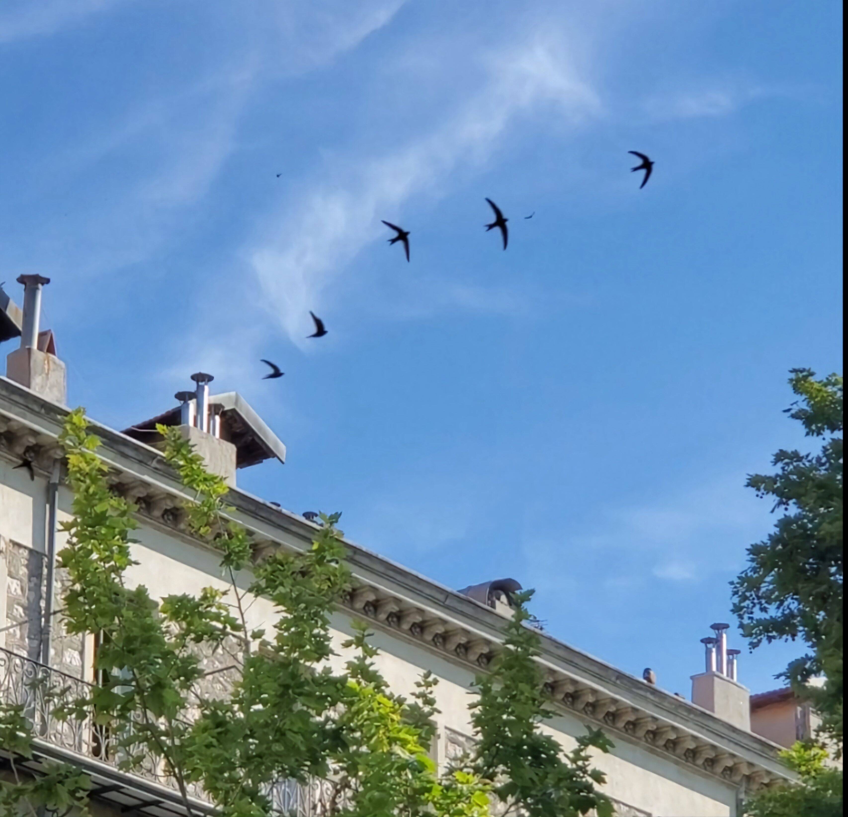 Les martinets sont en voie de disparition dans nos villes, voici comment vous pouvez les sauver