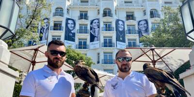 Pendant le Festival de Cannes, l'hôtel Martinez utilise des faucons pour effrayer les pigeons